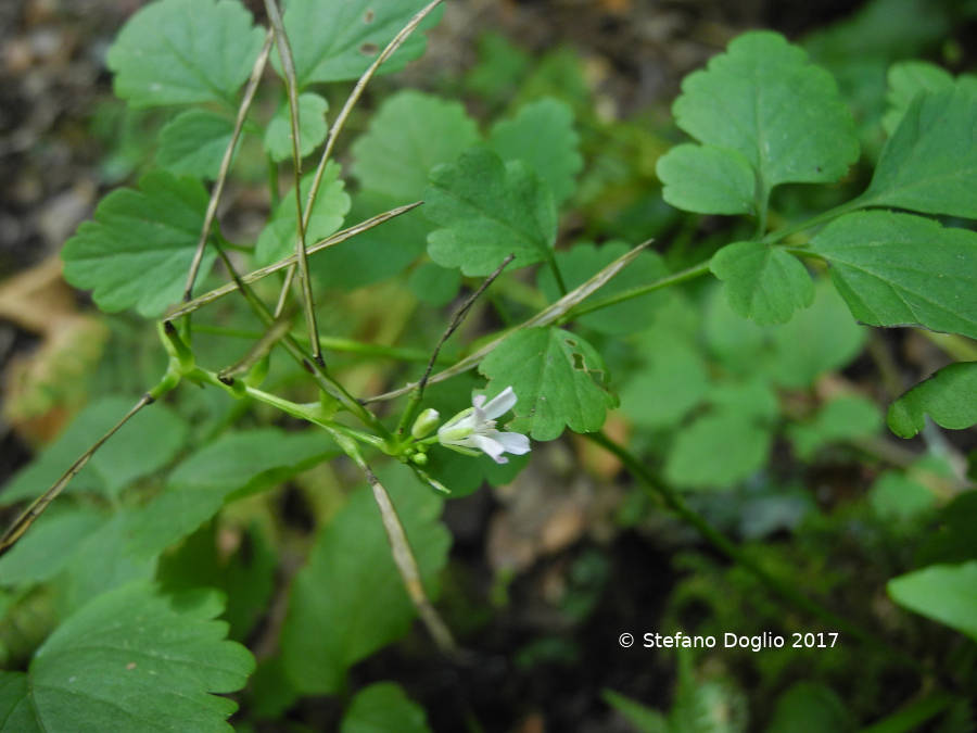 Cardamine chelidonia